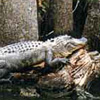 Honey Island Swamp