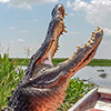 New Orleans Airboat Tours, LLC