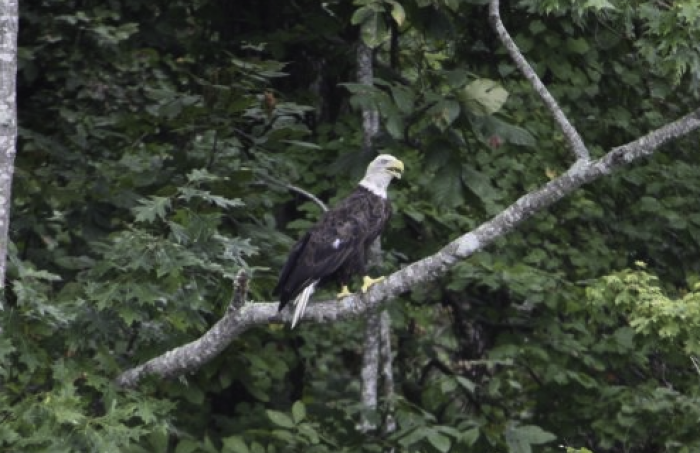 Cajun Pride Tours