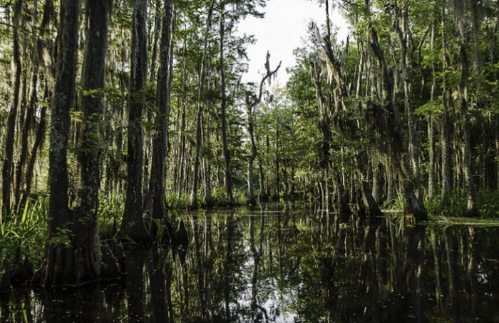 Honey Island Swamp