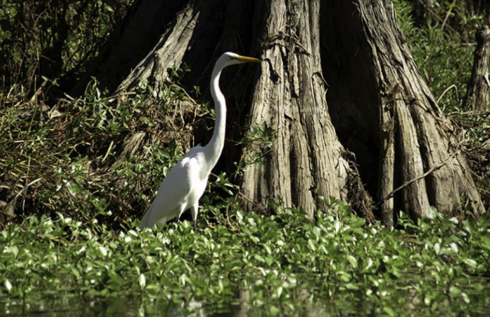 Honey Island Swamp