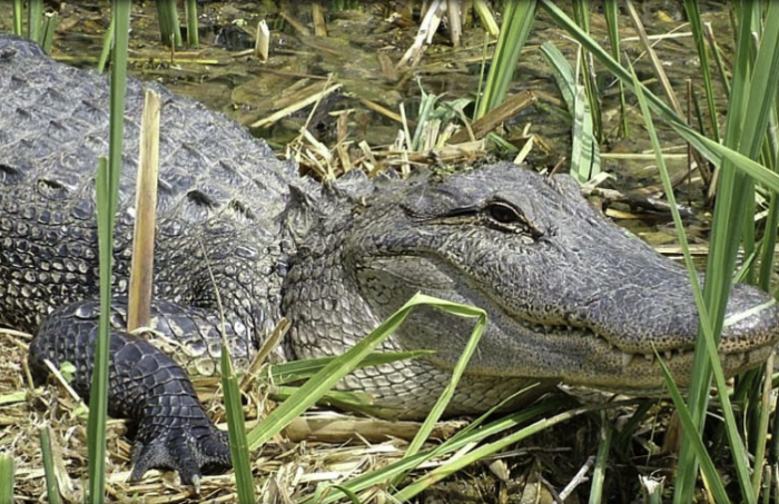 Honey Island Swamp