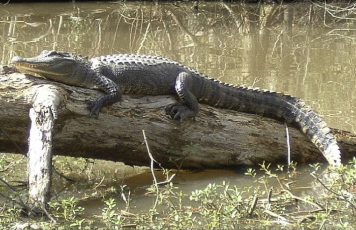 Honey Island Swamp