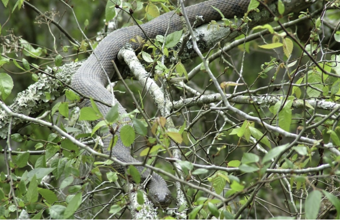 Honey Island Swamp