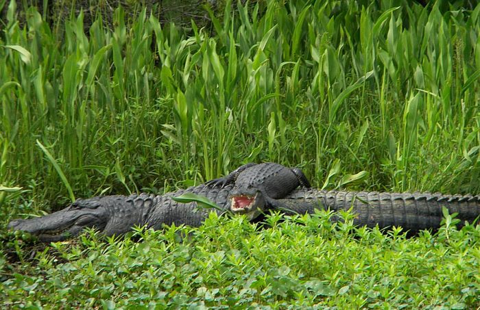 Jean Lafitte Swamp Tours