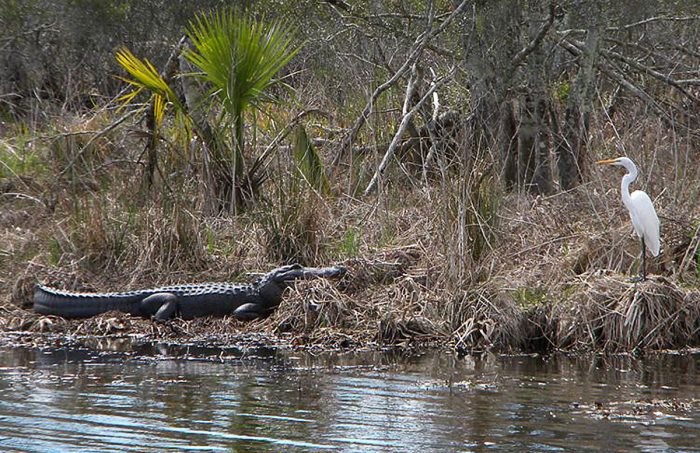 Jean Lafitte Swamp Tours