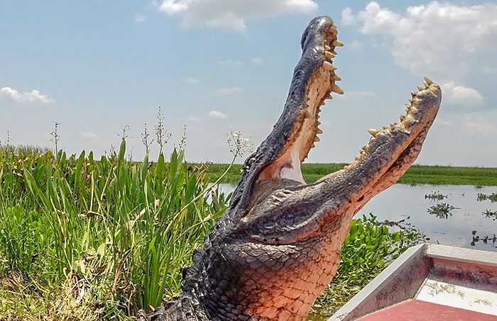 New Orleans Airboat Tours, LLC