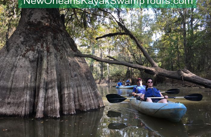 New Orleans Kayak Swamp Tours