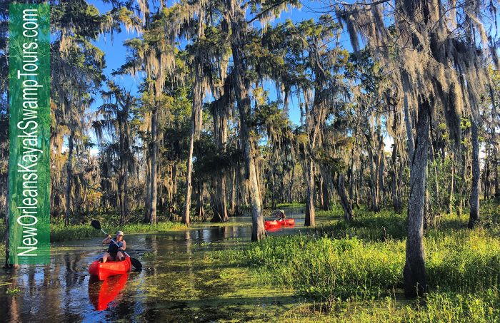 New Orleans Kayak Swamp Tours