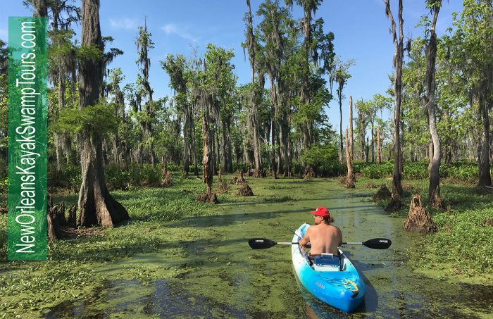 New Orleans Kayak Swamp Tours
